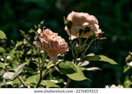 Burlington, Ontario, Canada - June 21, 2020: Close-up of a coral coloured english rose dramatically lit with a second bloom in the background out of focus