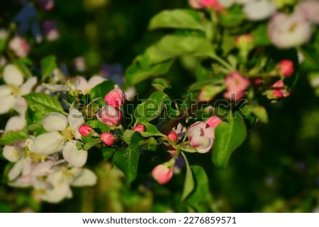 Pink blossom flowers on the branch.  Stock Image 