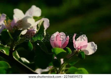 Pink blossom flowers on the branch.  Stock Image 