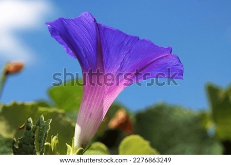 PURPLE MORNING GLORY FLOWER AGAINST A BLUE SKY Royalty-Free Stock Photo #2276863249