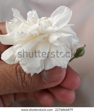 Beautiful White Rose. High-res image for weddings, and greeting cards. Soft lighting and a natural backdrop create a peaceful ambiance. Adds elegance and sophistication to any project. Download now.
