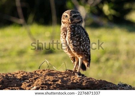 A Burrowing Owl or Luck owl on top of a termite mound. Species Athene Cunicularia. The big yellow eyes of american owl. Bird lover. Birdwatching. Birding.
