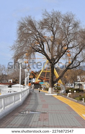 A tree on the embankment in Kabardinka on the background of a Ferris wheel
