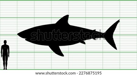 Human and great white shark size comparison silhouette illustration