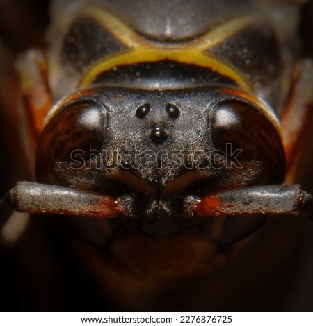 Macro photo of a dark paper wasp