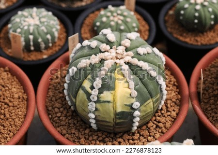 Rare variegated cactus Astrophytum asterias  Royalty-Free Stock Photo #2276878123