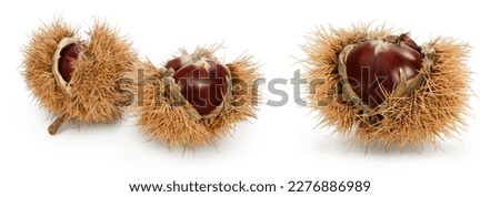 opened sweet chestnut in its spiky husk isolated on white Royalty-Free Stock Photo #2276886989