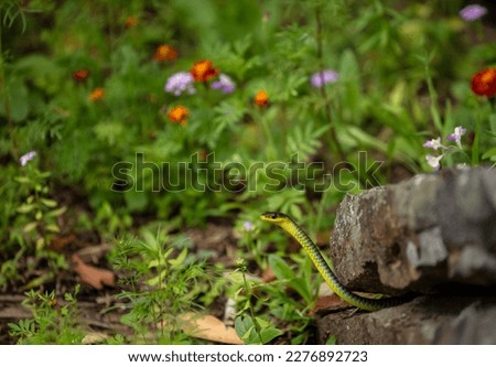Beautiful Australian Green Tree Snake found amongst the grass and flowers in my backyard in North Narrabeen on the Northern Beaches of Sydney in Australia
