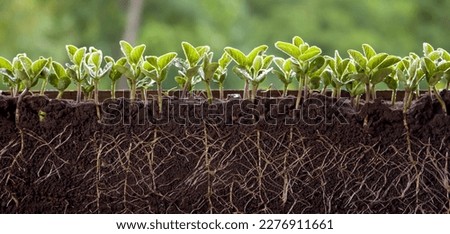 ROOTS WITH LEAVES OF FRESH SOY. GERMINATED SOYBEAN SPROUTS IN THE SOIL Royalty-Free Stock Photo #2276911661