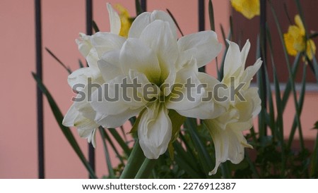 Knights star lily (Hippeastrum reginae), white creamy flowers in the garden. Late winter shots.