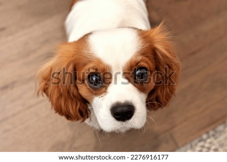 Close up of Adorable Cavalier King Charles Spaniel with corneal ulcer eye injury looking up Royalty-Free Stock Photo #2276916177
