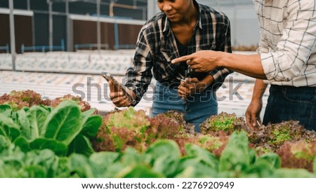 Young friends smart farmer gardening, checking quality together in the salad hydroponic garden greenhouse, working together.