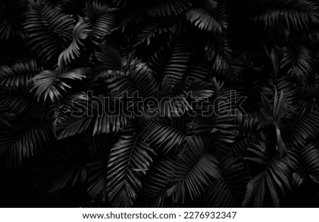 closeup nature view Black and white of green leaf and palms background. Flat lay, dark nature concept, tropical leaf .  Dark black surface, abstract, natural background, tropical leaves