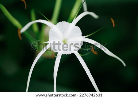 White spider Lily in a tropical garden or the beach spider lily is a plant species of the genus Hymenocallis, native to Latin America and widely cultivated and naturalized in many tropical countries. Royalty-Free Stock Photo #2276942631
