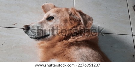 a golden retriever dog, lying on the floor of a house, during the day