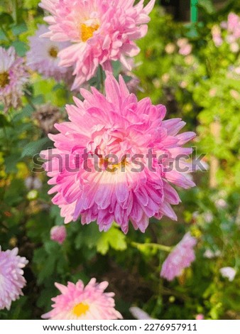 Find Beautiful Flowers stock images in HD and millions of other royalty free stock photos illustrations and vectors in the Shutterstock collection