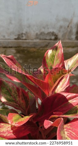 Aglonema lipstick plant photo. Aglonema Lipstick has a distinctive feature, namely the combination of colors covering the green color in the middle of the leaves, while the edges are bright red.