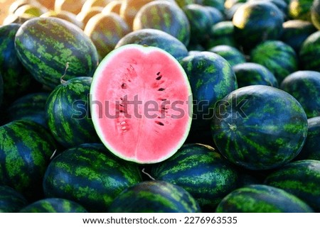 watermelon slice in watermelon field - fresh watermelon fruit on agriculture garden watermelon farm with leaf tree plant, harvesting watermelons for sale in the market