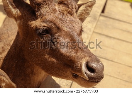 A Closed Up Picture of Deer Head Waiting to be Fed
