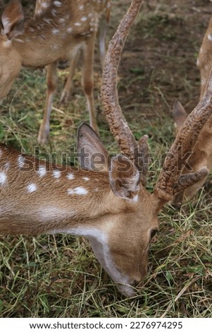 A close-up picture of an adult Spotted Deer eating grass