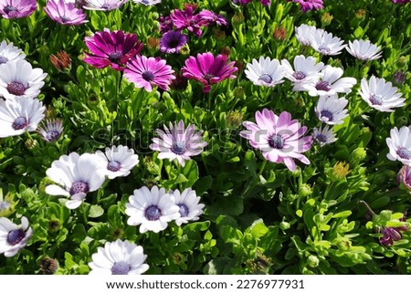 Purple and White African Daisies