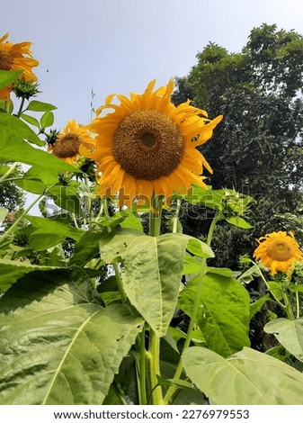 A beautiful sunflower and natural picture.
