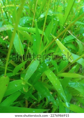 Picture of crown grass( unwanted green weed grass)with small water droplets after the sun rise.
