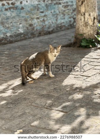 Pic Of Cat That Stand Outside