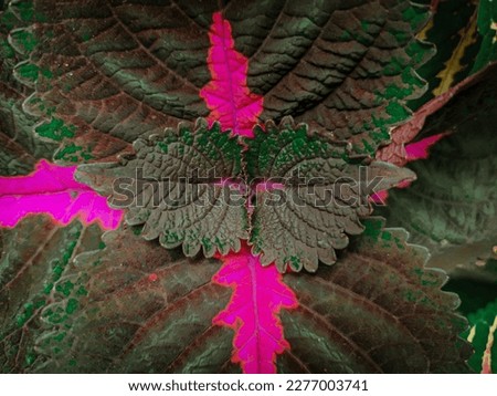 pictures of coleus plants in the garden with beautiful colors