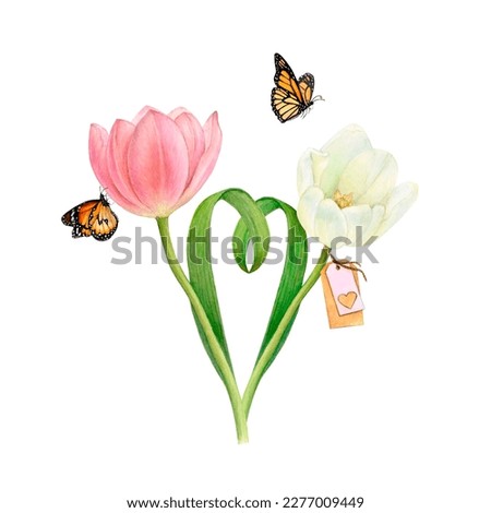 Watercolour drawing of two gentle beautiful pink and white tulips with heart-shaped leaves and two butterflies on white background. Perfect for logo, stickers, weddind invitation, cards, textile print