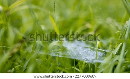 cobwebs in the grass with raindrops, on a sunny day, close-up, thickets, forest background, blurred background