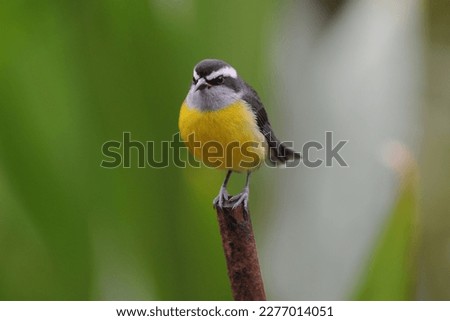 Detail of Bananaquit (Coereba flaveola) - National Bird Species Royalty-Free Stock Photo #2277014051