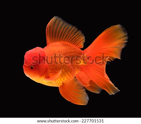 Beautiful Oranda Goldfish, isolated 