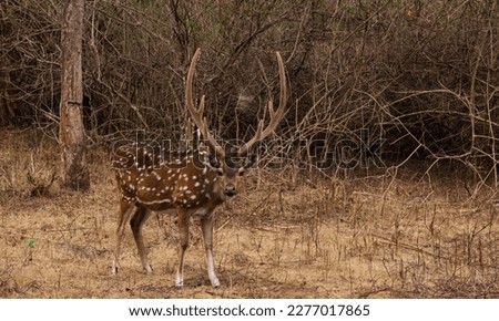Indian wild life sanctuary deer