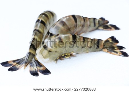 Black Tiger Shrimp (penaeus monodon) also called giant tiger prawn, jumbo tiger prawn, a marine crustacean is widely reared for food