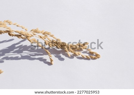 Ears of rice isolated on white background Royalty-Free Stock Photo #2277025953