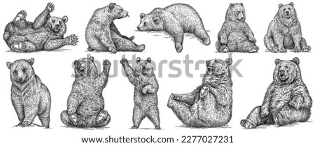 Vintage engrave isolated black bear set illustration ink sketch. American grizzly background asian animal silhouette art