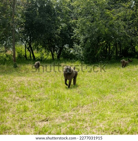 Three big baboons enjoying a walk on the lush grass near the forest