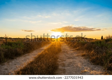 Pathway between heather fields in a beautiful sunset in the nature reserve of Lüneburg Heath. Royalty-Free Stock Photo #2277031943