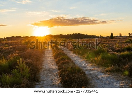 Beautiful sunset scenery in the heather landscape of Lüneburg Heath. Royalty-Free Stock Photo #2277032441