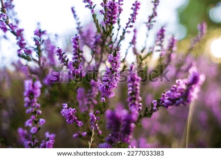 Close-up of a violet blooming heath plant. Royalty-Free Stock Photo #2277033383