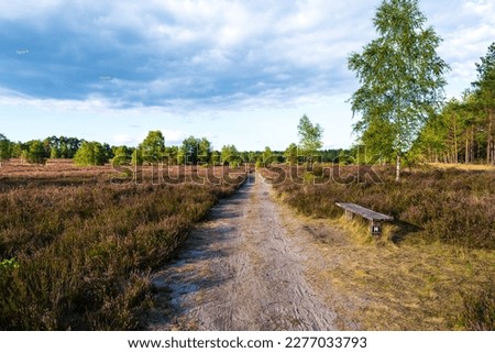 Pathway and bench at the Lüneburg Heath landscape in Bispingen. Royalty-Free Stock Photo #2277033793