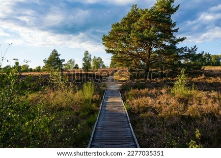 Wooden path in the Lüneburger Heide in Bispingen. Royalty-Free Stock Photo #2277035351