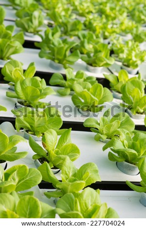 lettuce farm indoor 