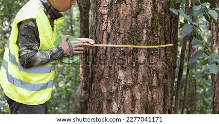 Forestry worker is measuring trunk of pine to analysis and research about growth of tree in forest. Natural resource monitoring. Royalty-Free Stock Photo #2277041171