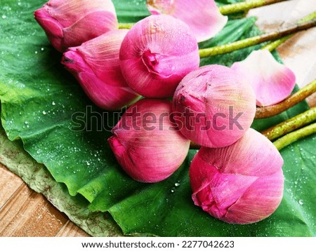 Pink lotus bud on lotus leaf background.