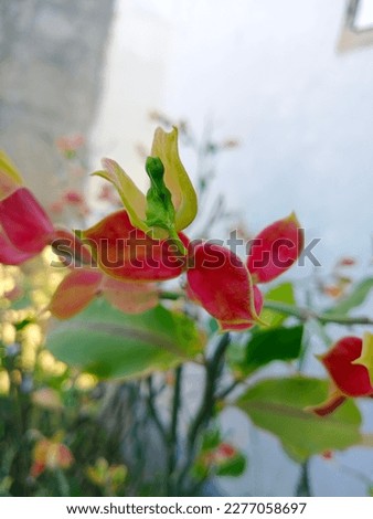 Penawar Lipan; Euphorbia sp; Indonesia Royalty-Free Stock Photo #2277058697
