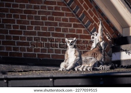 A portrait of three ring tailed lemurs sitting on a roof. Some of the mammals are just sitting around and playing, the other one is just looking around.