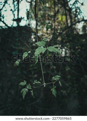 green leafs with Blur background 
