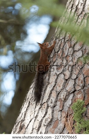 Red Squirrel climbing up Scots Pine Tree